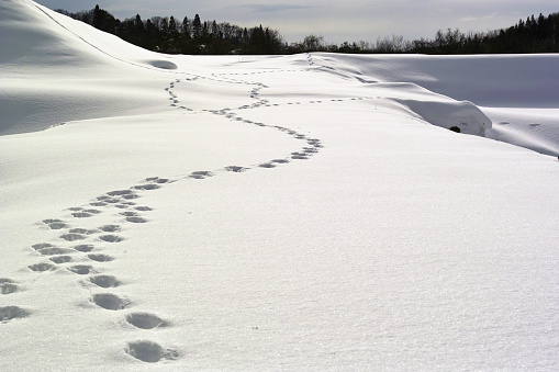 Ski tracks in fresh powder. Back country ski themes.