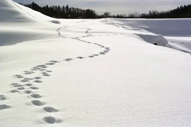 Animal footprints on pure white snow