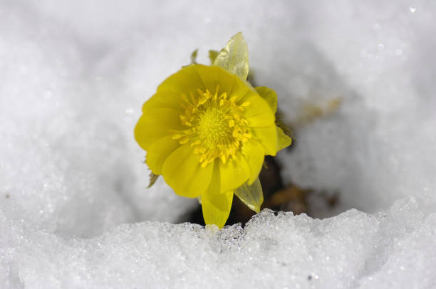 istock Amur adonis in the snow 1307496411