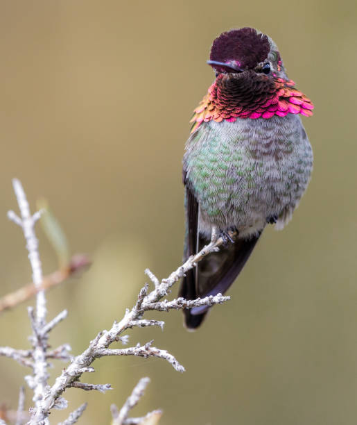 istock Anna's Hummingbird adult male 1307499310