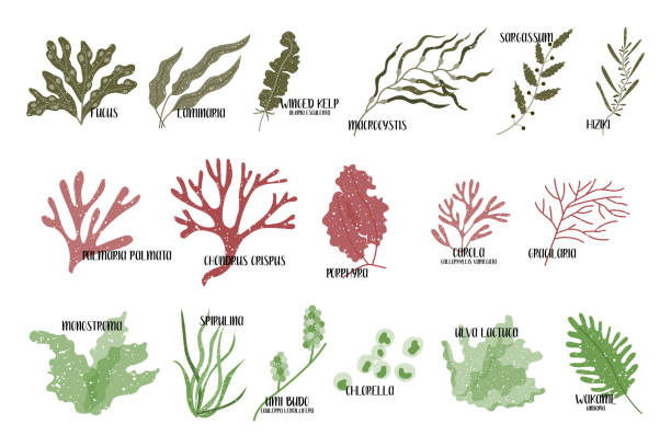 食用海藻の大きなセット。ブラウン、赤、緑の藻類。海の野菜。ベクトルフラットイラスト - spirulina bacterium illustrations点のイラスト素材／クリップアート素材／マンガ素材／アイコン素材