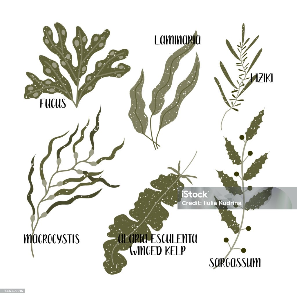 Set of edible seaweeds. Brown algae or Phaeophyceae. Fucus, Laminaria, Hiziki, Sargassum, Macrocystis, Winged kelp, Alaria esculenta. Sea vegetables. Vector flat illustration Set of edible seaweeds. Brown algae or Phaeophyceae. Fucus, Laminaria, Hiziki, Sargassum, Macrocystis, Winged kelp, Alaria esculenta. Sea vegetables. Vector flat illustration, isolated on white Kelp stock vector