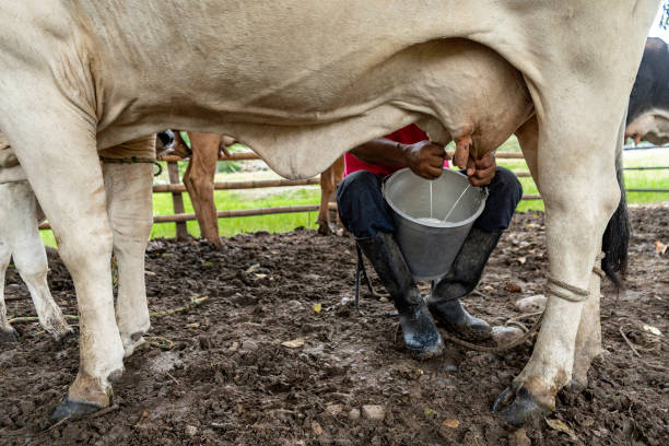 istock Man milking a cow in the stable 1307500884