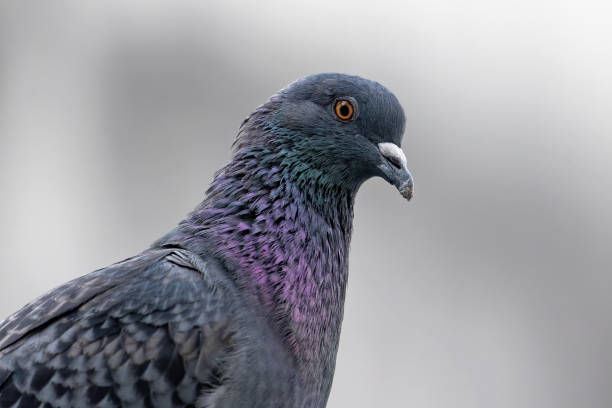 istock Close-up Rock Pigeon Isolated on Gray Background 1307502489