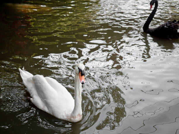 istock Close-up White Swan Floating in a Pond 1307502491