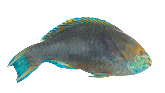 Blue fins parrotfish isolated on white background