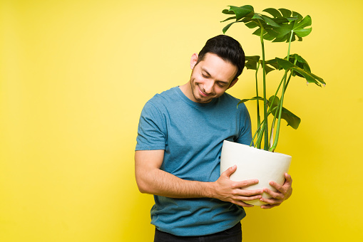 Calm man in his 30s taking care of a beautiful houseplant in a pot. Loving man relaxing with his plants while posing in front of a yellow background