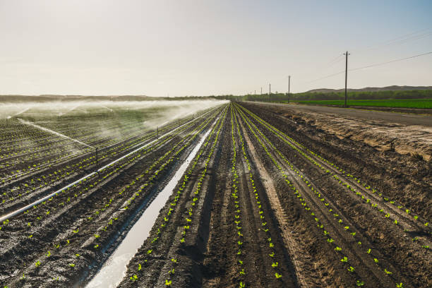istock Watering agricultural field with young plant, Spring season. Irrigation system in function. 1307504272