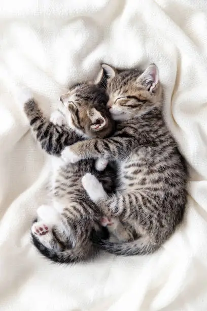 Photo of Two small striped domestic kittens sleeping hugging each other at home lying on bed white blanket funny pose. cute adorable pets cats