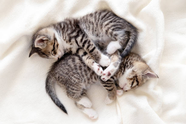 istock Two small striped domestic kittens sleeping at home lying on bed white blanket funny pose. cute adorable pets cats 1307507797