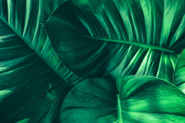 istock tropical leaf, dark green nature background 1307510173