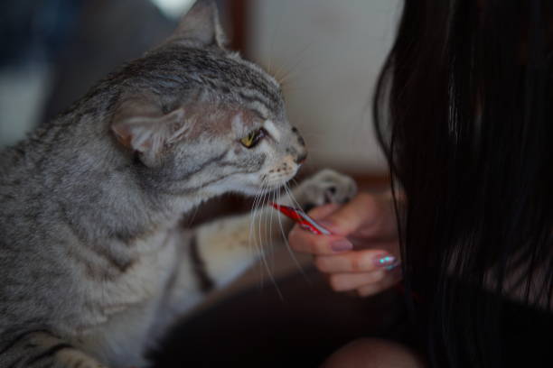 istock A cat eating snack from girl 1307512223