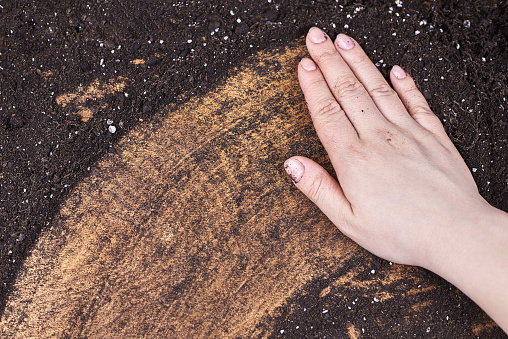 A woman farmer runs her hand along the black earth on a wooden background.