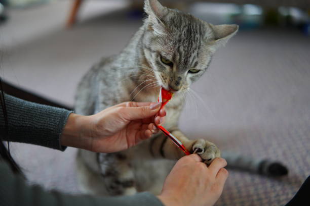 istock A cat eating snack from girl 1307512314