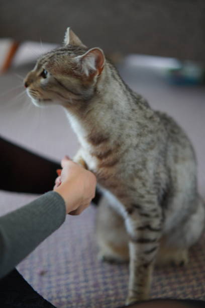 istock A cat eating snack from girl 1307512318