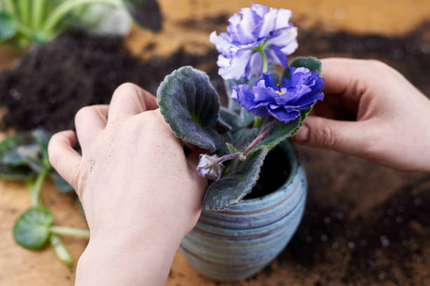 istock A woman transplants a blooming violet into a new pot. 1307513201