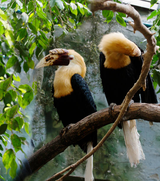 istock Rhinoceros hornbill. 1307513890