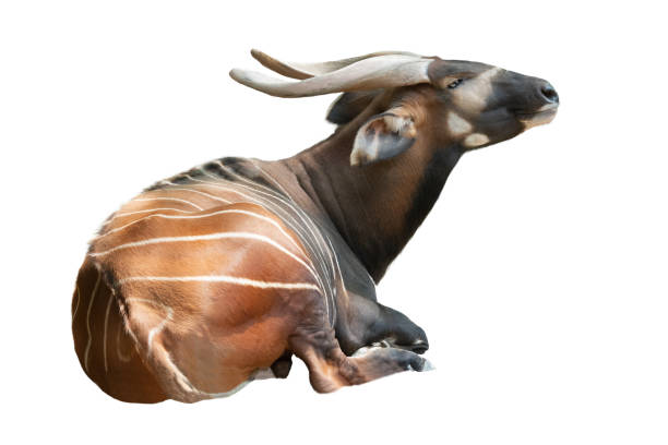 584 Bongo Animal Stock Photos, Pictures & Royalty-Free Images - iStock | Bongo antelope, Okapi, Cheetah 584 Bongo Animal Stock Photos, Pictures & Royalty-Free Images - iStock | Bongo antelope, Okapi, Cheetah
