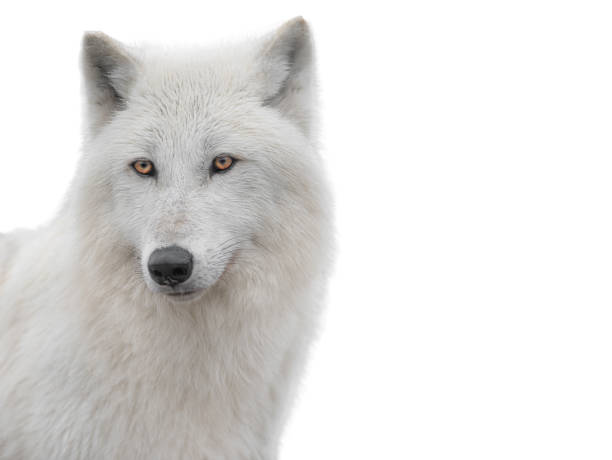 istock portrait polar white wolf isolated on white 1307516244