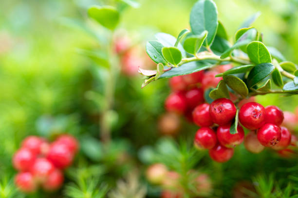 Lingonberry bushes in the forest. Red ripe wild berries. Natural background.