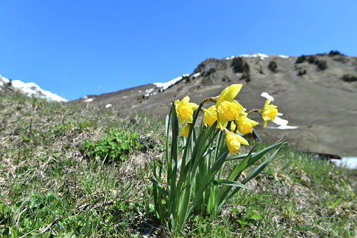 beautiful daffodils blooming in meadow front of alpine mountain under blue sky
