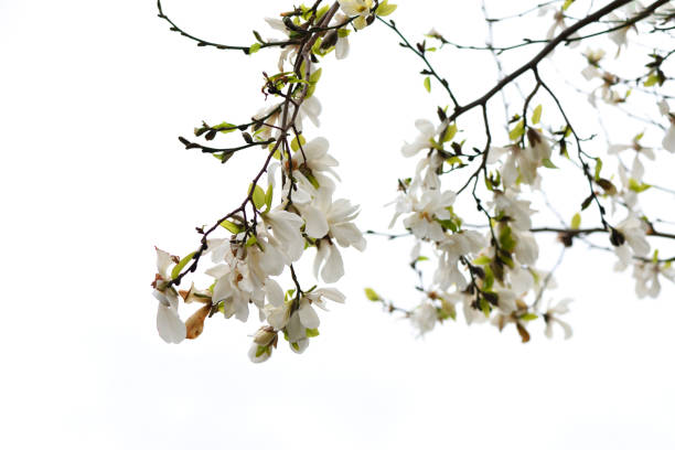 istock Blooming Magnolia flowers in springtime against white background 1307518084