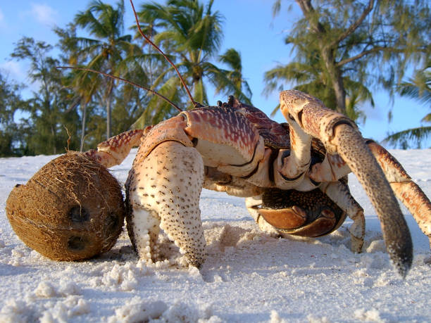 coconut crab stock photo