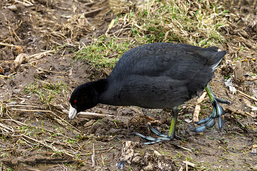 Coot feeding in a wetland pond area in Oregon State. Edited.