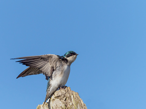 Tree Swallows (Tachycineta bicolor) perched on top of an old tree snag in the Willamette Valley of Oregon. Has a blue sky background. Edited.