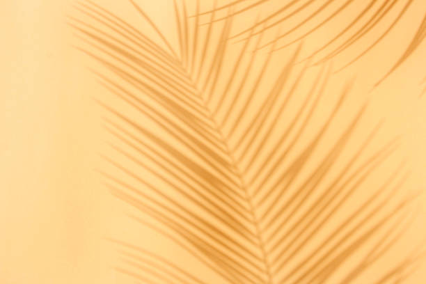 istock Palm leaves shadow on a peach background 1307521558