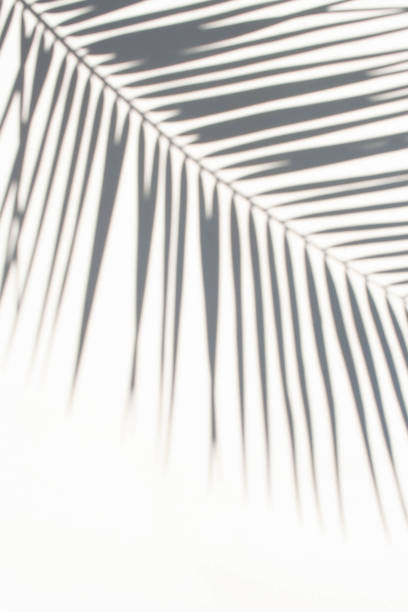 istock Contrasting shadows trend. Palm leaf on white background isolated 1307521564