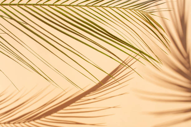 istock Palm leaves and contrasting shadows on a peach background. Flat lay style 1307521597