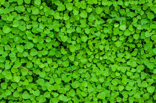 istock Fresh green leaves for seamless texture background. Lush vegetation close-up. 1307521798