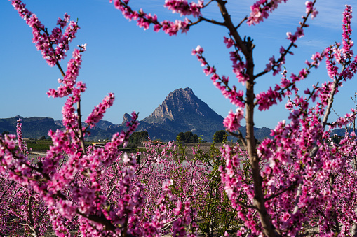 Peach blossom in Cieza, Mirador El Horno. Photography of a blossoming of peach trees in Cieza in the Murcia region. Peach, plum and nectarine trees. Spain