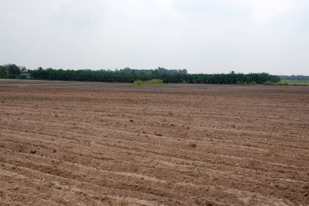 istock Landscape of empty land plot for grow plant crops. 1307524764