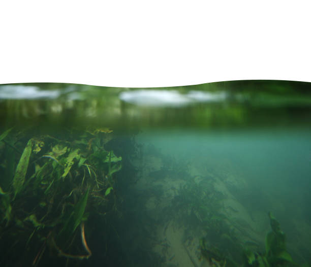 istock Close up underwater in nature isolated on white background 1307525476