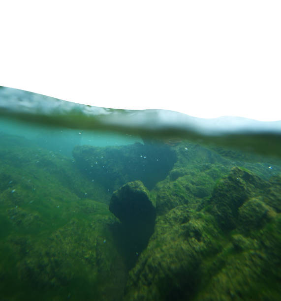 istock Close up underwater in nature isolated on white background 1307525652