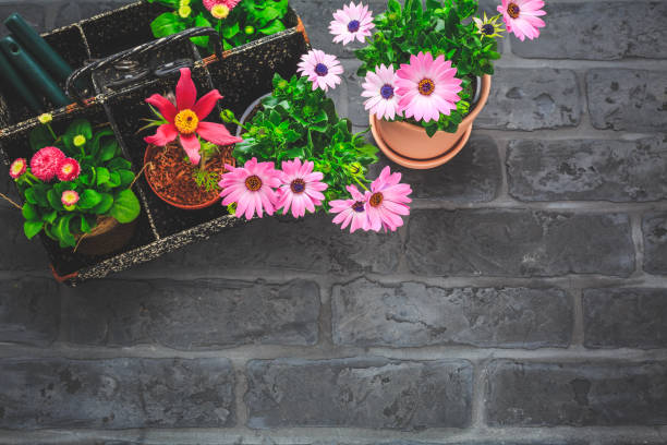 Tool box with potted spring flowers, gardening tools on black stone background - gardening and spring concept, planting flowers
