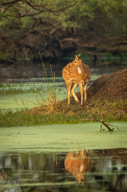 istock Spotted deer or Chital or Cheetal or axis axis with reflection in water golden hour sunset light and in scenic landscape of keoladeo ghana national park or bharatpur bird sanctuary Rajasthan IndiaSpotted deer or Chital or Cheetal or axis axis with reflect 1307526520