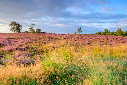Blooming Heather plants in Heathland landscape during sunrise in summer in the Veluwe nature reserve at the start of a beautiful warm summer day with some fog over the heath.