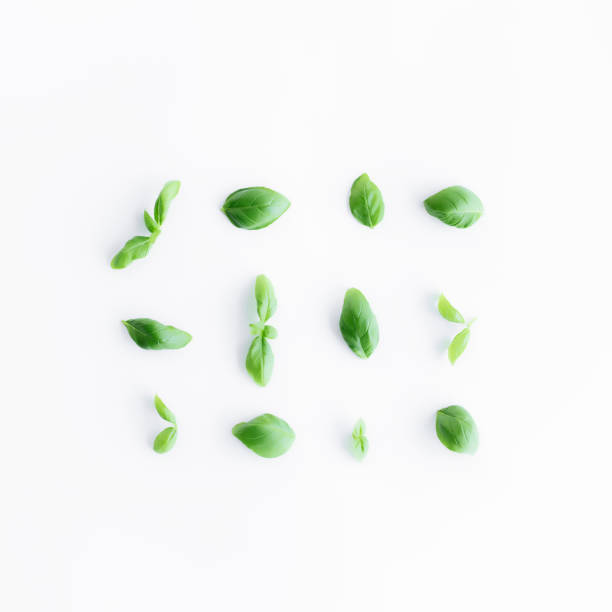 istock Green basil, mint leaves, white background. Healthy eating and cosmetics concept 1307526621