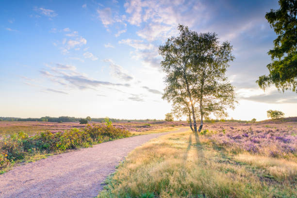 Path through blooming Heather plants in Heathland landscape during sunrise in summer Path through blooming Heather plants in Heathland landscape during sunrise in summer in the Veluwe nature reserve at the start of a beautiful warm summer day with some fog over the heath. gelderland photos stock pictures, royalty-free photos & images