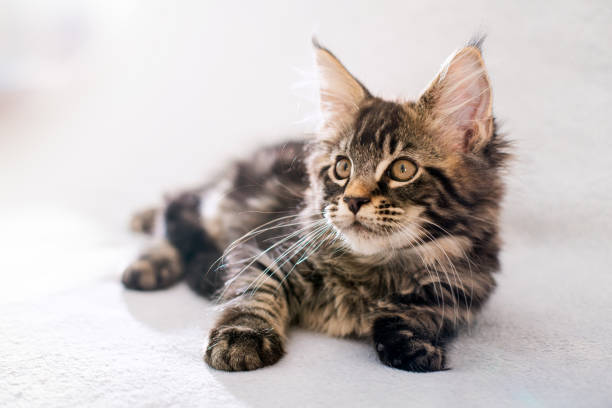 istock Maine Coon tabby kitten lies on light fluffy blanket 1307526982