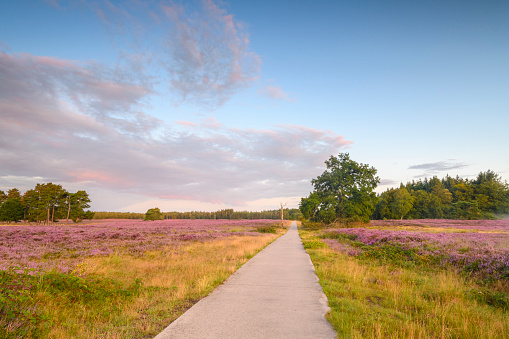 Path through blooming Heather plants in Heathland landscape during sunrise in summer in the Veluwe nature reserve at the start of a beautiful warm summer day with some fog over the heath.