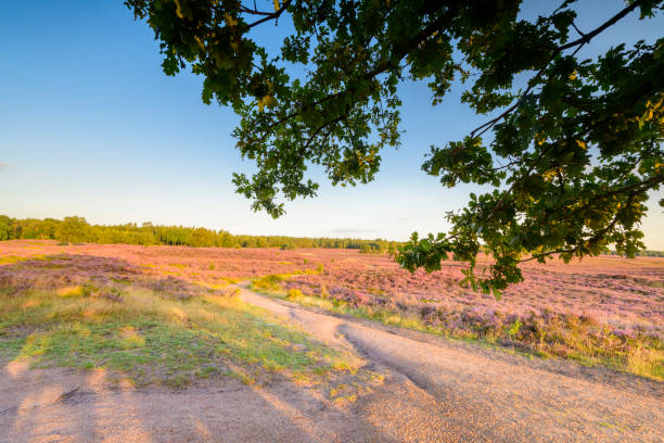 istock Path through blooming Heather plants in Heathland landscape during sunrise in summer 1307527582