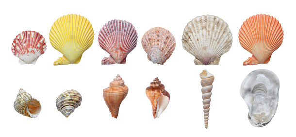 Assortment of seashells, coral and starfish isolated on white background