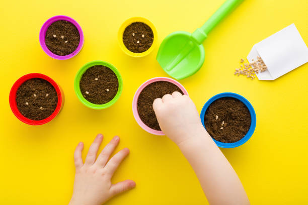 Baby girl hand planting tomato seeds. Fresh soil in colorful pots. Closeup. Preparation for garden season. Child involvement in gardening. Point of view shot. Bright yellow table background. Top view. bebé niña plantando a mano semillas de tomate. tierra fresca en macetas de colores. closeup. preparación para la temporada de jardinería. participación de los niños en la jardinería. disparo de punto de vista. fondo de mesa amarillo brillante. vista