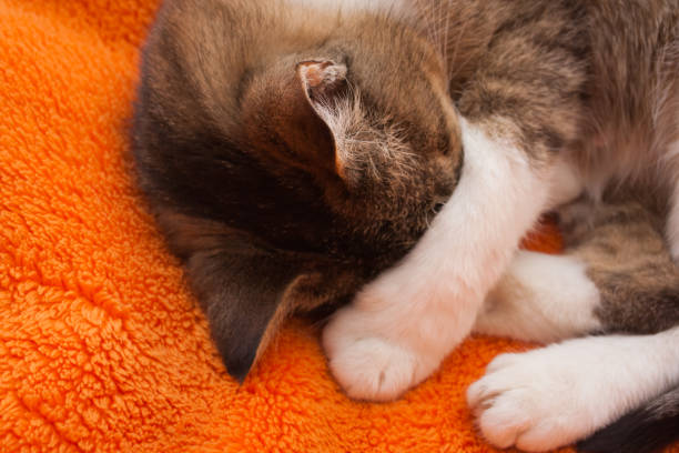 istock Tabby cat is sleeping on orange background close up. 1307529143