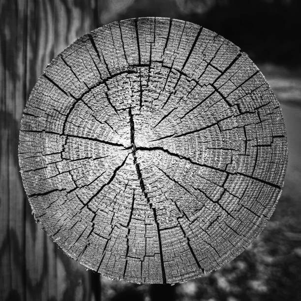 A wooden fence post seen from above