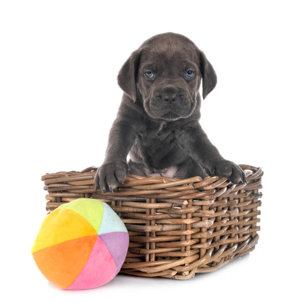 istock puppy italian mastiff 1307533638